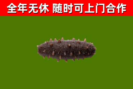 应县烟酒回收干海参.jpg
